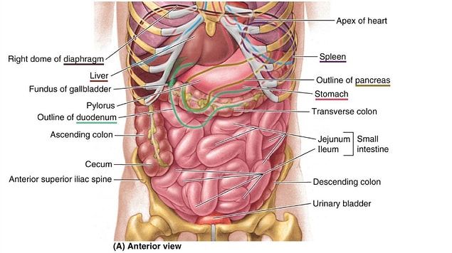 16. The body begins to rot.