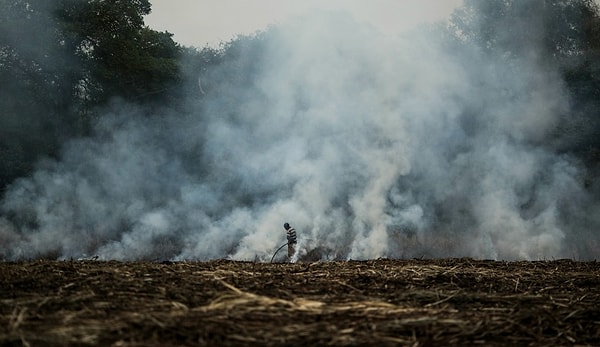 7. Например, леса больше не смогут поглощать большое количество углекислого газа.