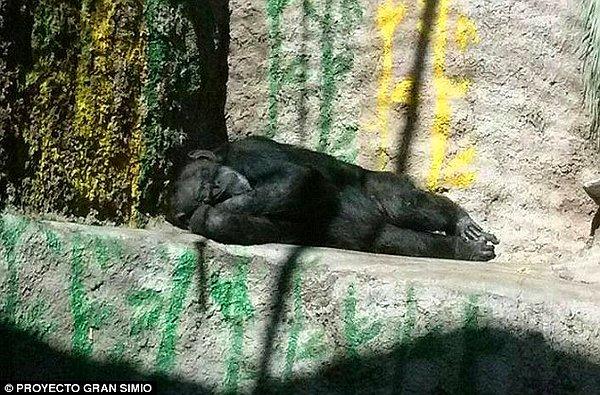 Arjantin yerel basının açıklamasına göre 30'lu yaşlarında olan şempanze Cecilia, Mendoza Hayvanat Bahçesi'nde bir bölmede tek başına yaşıyor.