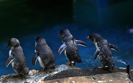 Dünyanın En Küçük Penguenleri İçin Yeni Zelanda'da Alt Geçit Yapılıyor