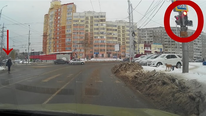 Kadının Yaptığını Yapmayın Geçmek İçin Yeşil Işığı Bekleyen Köpek