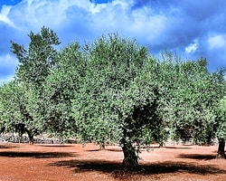Zeytin Ağacı