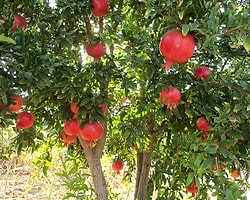 Nar Ağacı