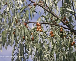 İğde Ağacı