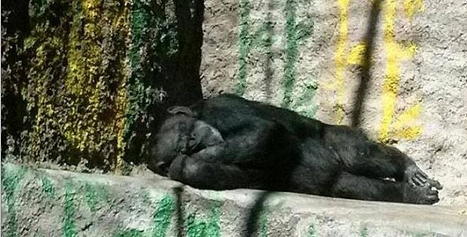 Arjantin'de Bir Hayvanat Bahçesinden Hakim Kararıyla Çıkartılan Şanslı Şempanze: Cecilia
