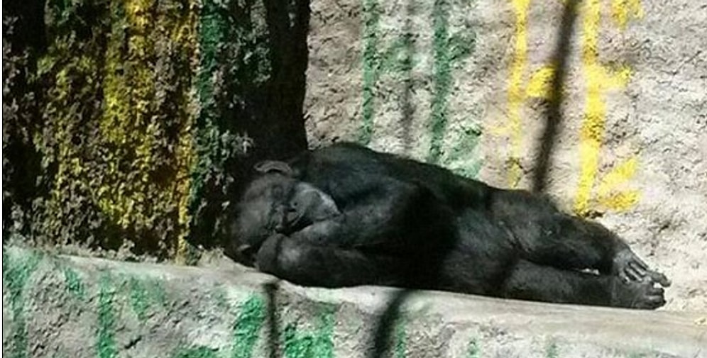 Arjantin'de Bir Hayvanat Bahçesinden Hakim Kararıyla Çıkartılan Şanslı Şempanze: Cecilia