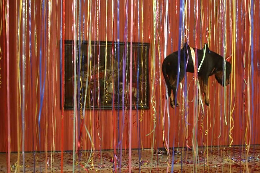 #ПозорЭрмитажу: Ян Фабр подвесил в музее мертвых животных