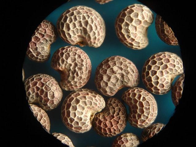 5. Poppy seeds look like this under a microscope: