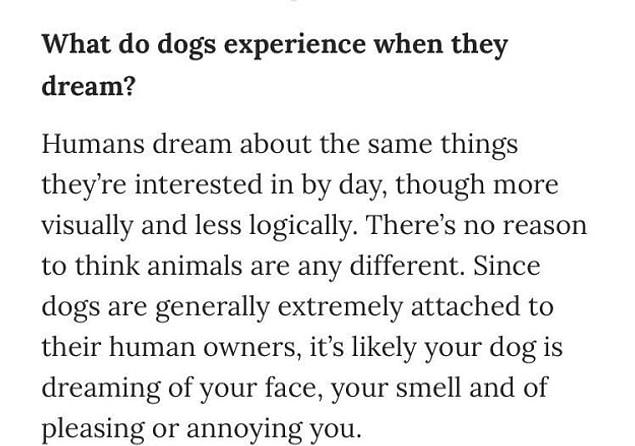Dr. Deirdre Barrett also did a Q&A with the readers and explained how dogs dream...