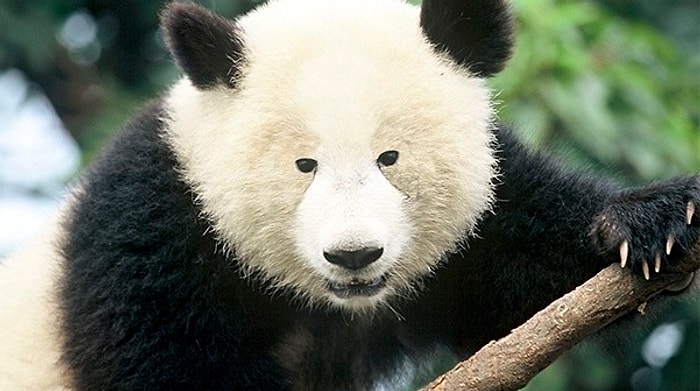 15 неожиданных фактов, в которые так трудно поверить 😂