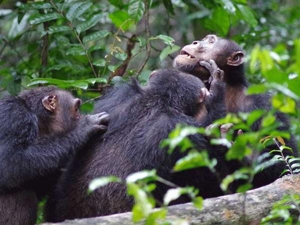 Yapılan son çalışmada da araştırmacılar, sosyal ilişkiler ve HPA Ekseni arasındaki ilişkiyi ortaya çıkarmak için Uganda'daki şempanzeleri gözlemledi.