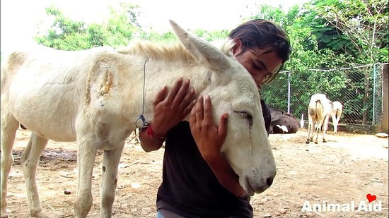 Araba Çarpması Sonucu Yaralanan Eşeği İyileştiren Koca Kalpli İnsanlar
