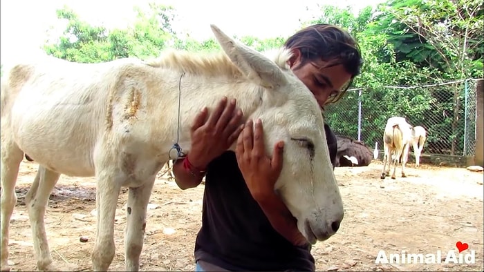 Araba Çarpması Sonucu Yaralanan Eşeği İyileştiren Koca Kalpli İnsanlar