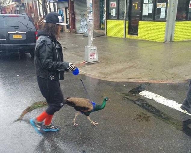 1. When you own a pet peacock.