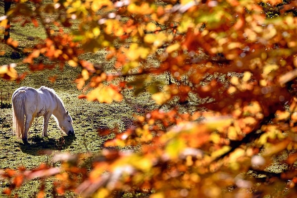 7. Шотландия (Jeff J Mitchell)