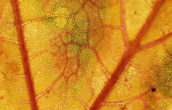 21. Фрайбург-им-Брайсгау, Германия (Patrick Seeger)