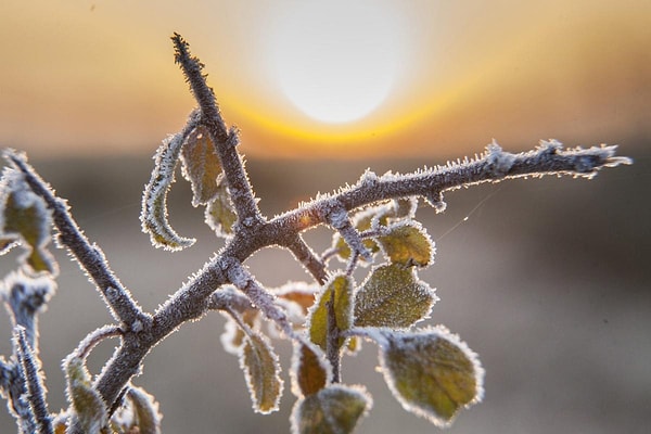 39. Венгрия (Gyorgy Varga)