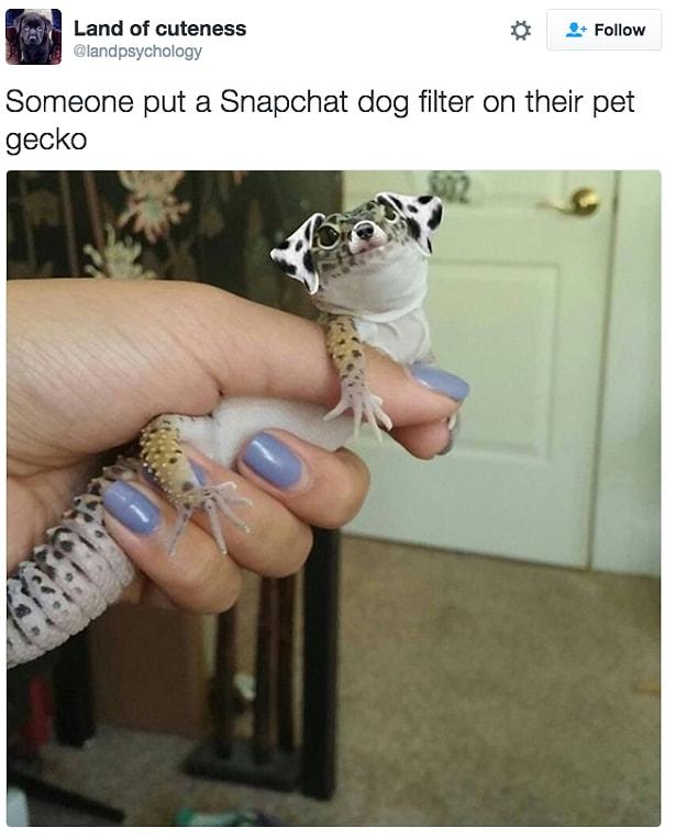 25. When your pet Gecko wears a Snapchat filter...