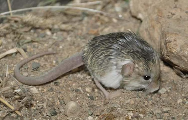 3. Жирнохвостый тушканчик