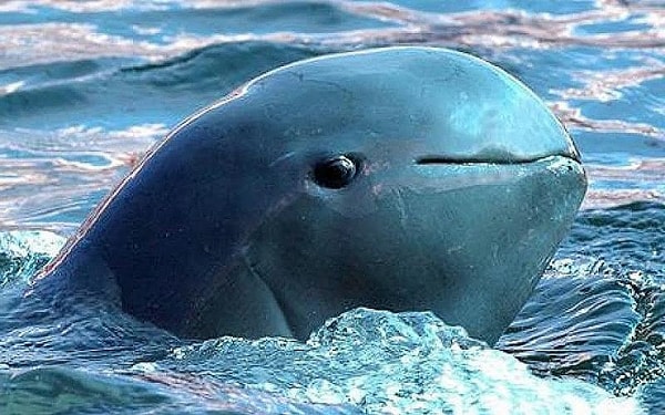 9. Иравадийский дельфин