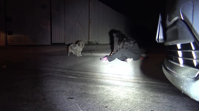 Vicdansız Sahibi Tarafından Sokağa Terk Edilen Köpeği Kurtaran Güzel İnsanlar