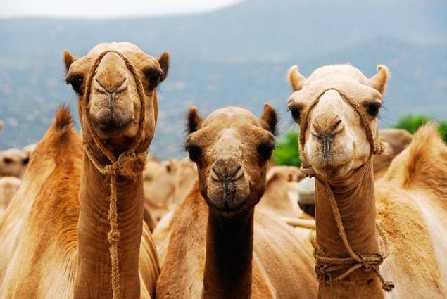 12. The world’s largest wild camel population is in Australia, not in the Middle East or the Sahara Desert.