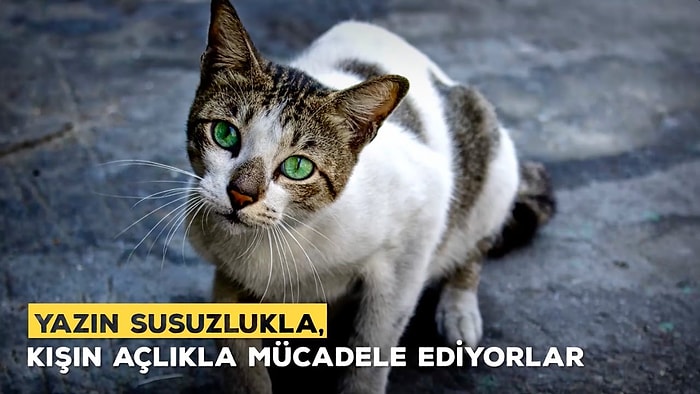 Sokak Hayvanlarının Yaşam Mücadelesinin Farkında mıyız?