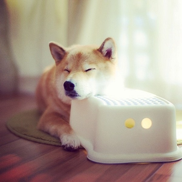 2. «Хочешь, пришлю фотографию моей собаки?»