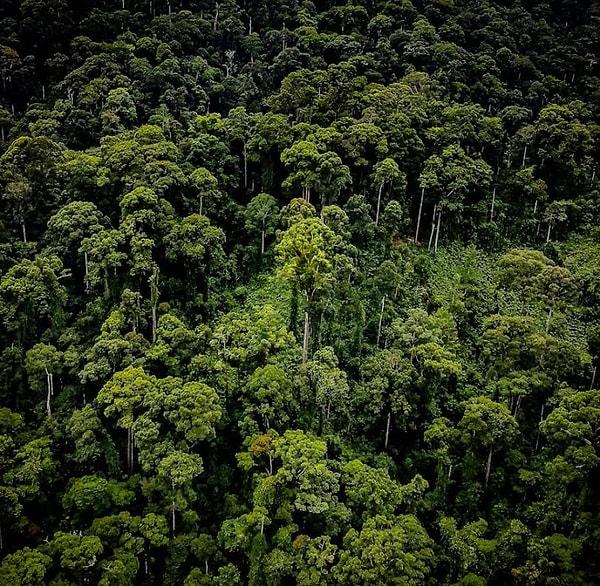 Gregory Asner, bu raporu açıkladıktan sonra dünyanın en uzun tropikal ağacı resmileşmiş olacak.