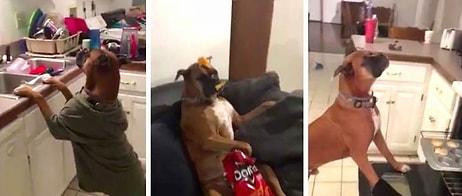 'Mannequin Challenge' Akımının En Sevimli Halini Gerçekleştiren Köpek