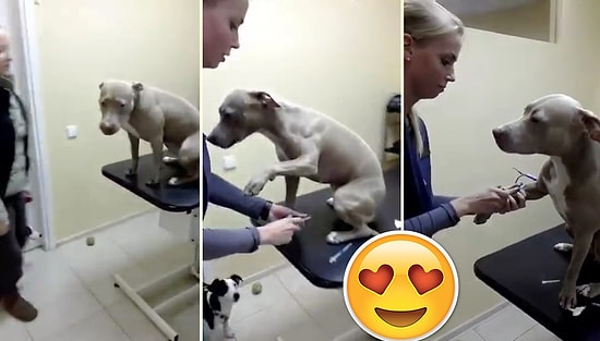 Damar Yolu Açılması İçin Patisini Uzatan Cesur Köpek