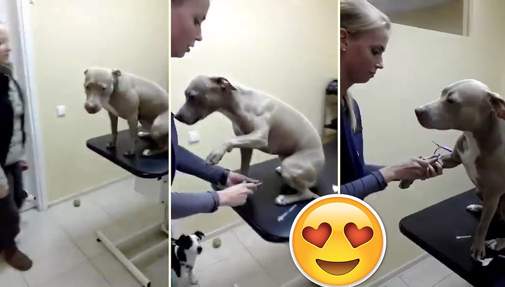 Damar Yolu Açılması İçin Patisini Uzatan Cesur Köpek