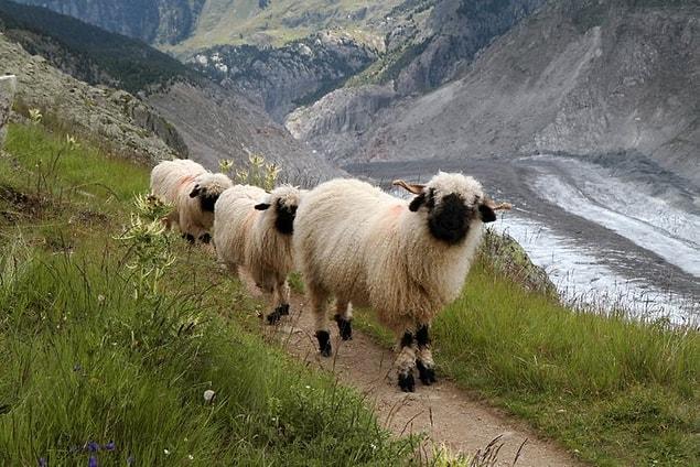 10. And they're always looking at camera. Photogenic sheep?