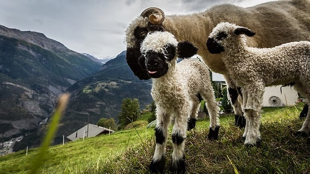 14. Beware! You can get terrified by their cuteness.