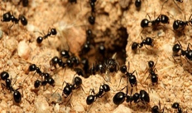 7. For every human on Earth there are 1.6 million ants!