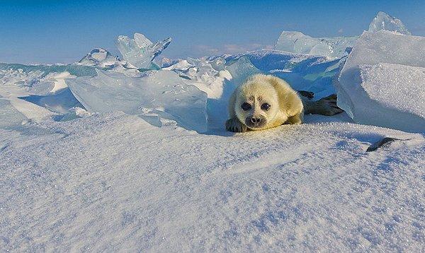 Baykal Gölü'ndeki fokların fotoğrafını çekebilmek bilhassa zor.