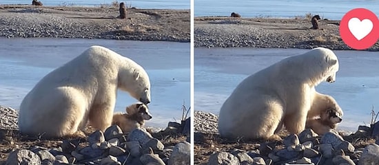 Kutup Ayısı ile Köpeğin Muhteşem Dostluğu