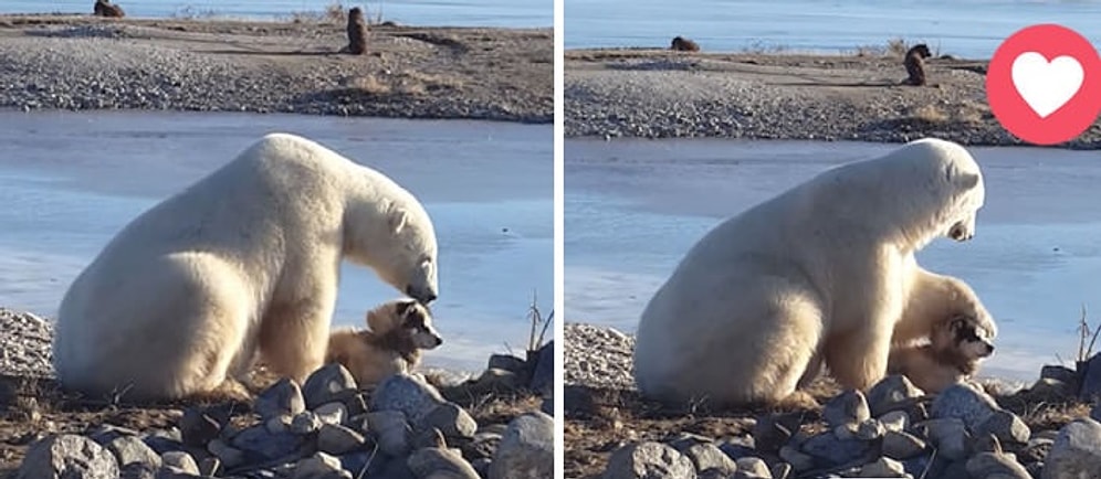 Kutup Ayısı ile Köpeğin Muhteşem Dostluğu