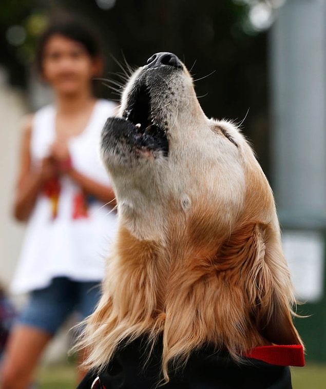 17. The Guinness World Record for the loudest bark.