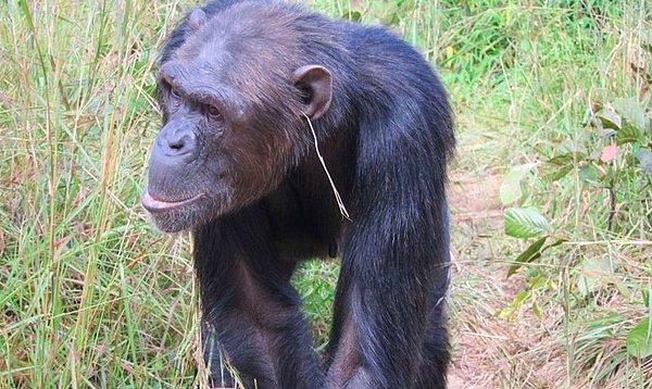 3. Bir şempanze kafasına hiçbir işlevi olmayan bir dal parçası iliştirince, grubundaki diğer şempanzeler de onun bu davranışını taklit ediyor...