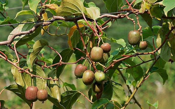 12. Kivi meyvesi aynı üzüm gibi asmalarda yetişir.