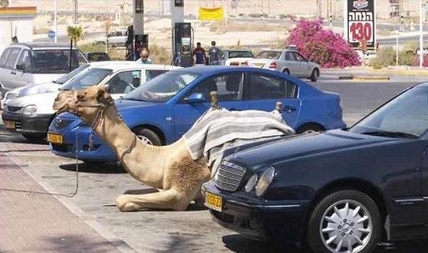 6. Park edilmiş develer..