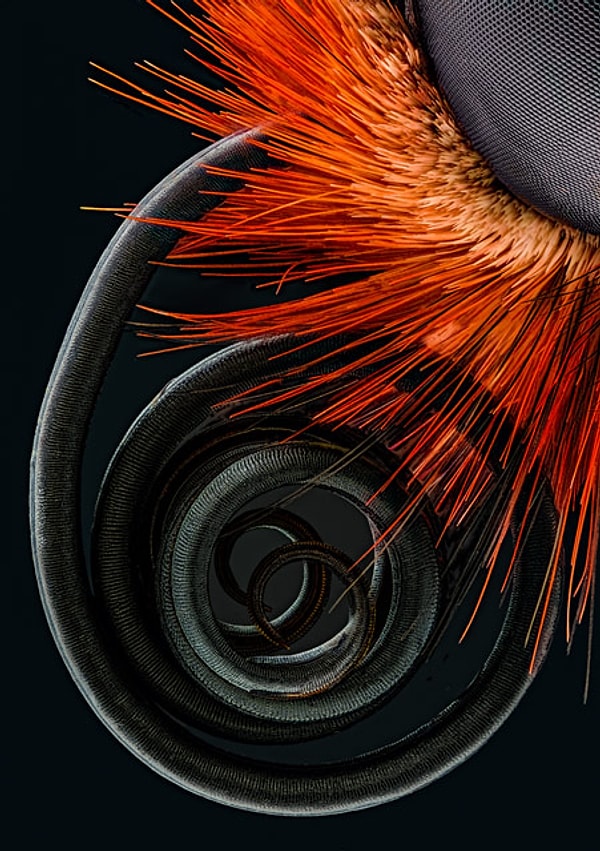 4. Носик бабочки. Работа Йохена Шредера.