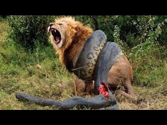 10 сумасшедших битв животных, снятых на камеру