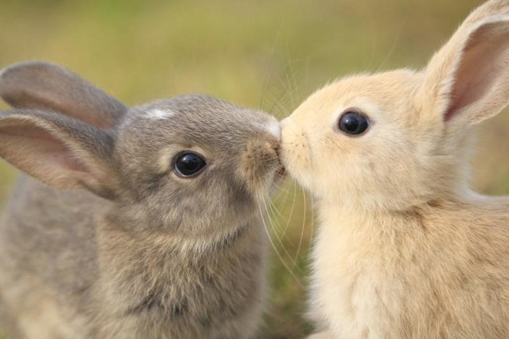 Если бы люди занимались сексом, как некоторые животные