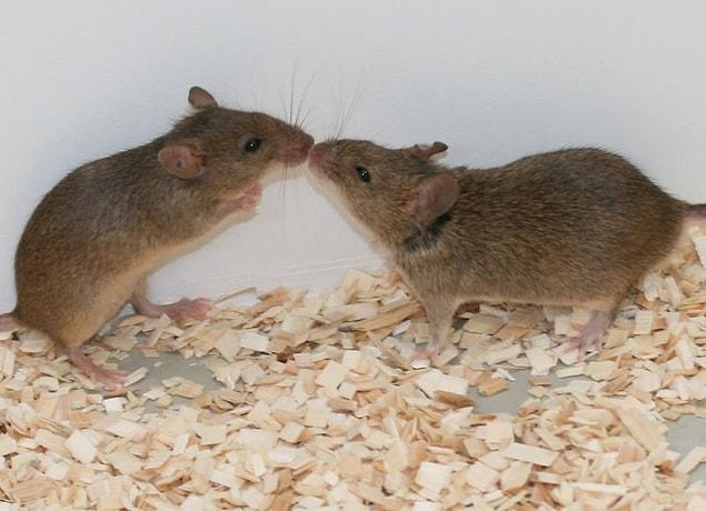 And these new generation mice can also mate and have their own babies!
