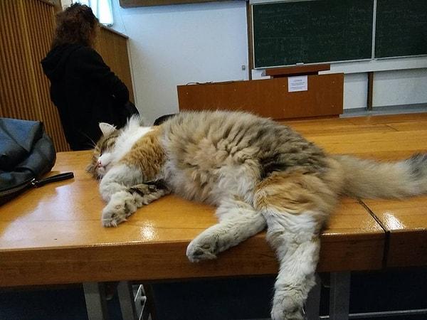 Sabah 8:40 derslerinde genellikle uyuyor.💤