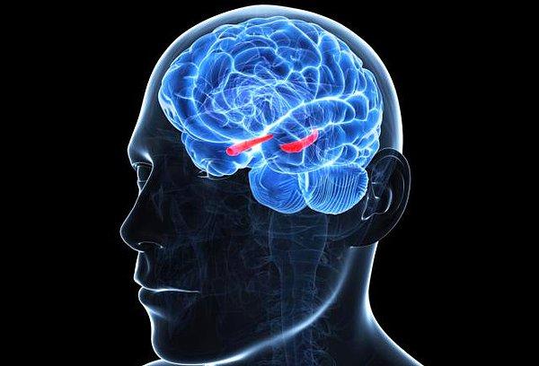 Beynimizin hafızayla ilişkili olan kısımları frontal korteks ve hipokampüs. Bu iki kısım, her an yeni bilgiler işliyor ve yaşadığımız her şeyi kaydediyor.