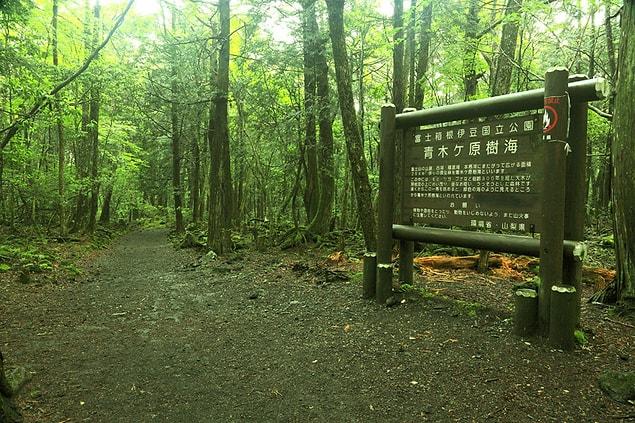 10. The Aokigahara forest near Fujikawaguchiko, Japan