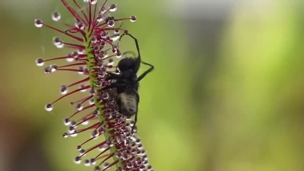 Ağır Çekim Görüntü Eşliğinde Etçil Bitkinin Avlanışı